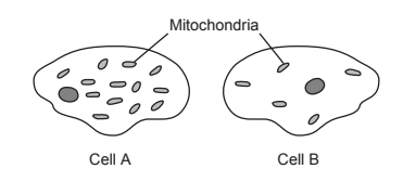 <p>The diagram below represents two cells viewed using the same magnification with the same microscope.</p><p></p><p>One possible conclusion that can be drawn about the activity of these two cells is that:</p>