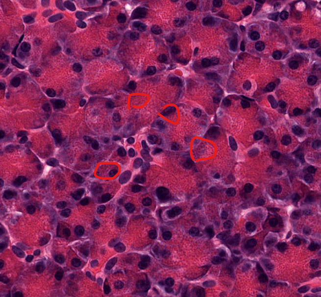 <p>type of cell</p>