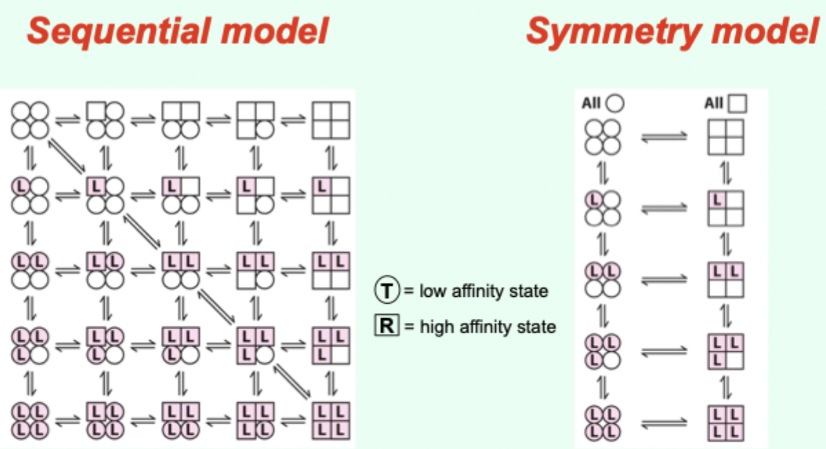 <p>Hemoglobin allostery has elements that fit both the symmetry and sequential models.</p>