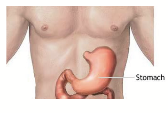 <p>Has four non-visually distinct regions that are made up of different cell types: cardia, fundus, body, antrum.</p><p>Empty = 50mL. Filled = 1-1.5L. Gastric emptying = 2-6 hours.</p><ul><li><p>pH is acidic, ~ 2</p></li><li><p>Food becomes “chyme” (mixture of gastric enzymes, gastric liquid, food)</p></li><li><p>Gastric glands secrete gastric juice:</p><ul><li><p>H<sub>2</sub>O, electrolytes, HCl, enzymes</p></li></ul></li></ul><p></p>