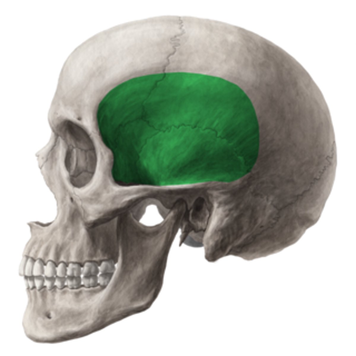 <p>Indent on the temporal bone from the outside</p><p>Name this depression</p>