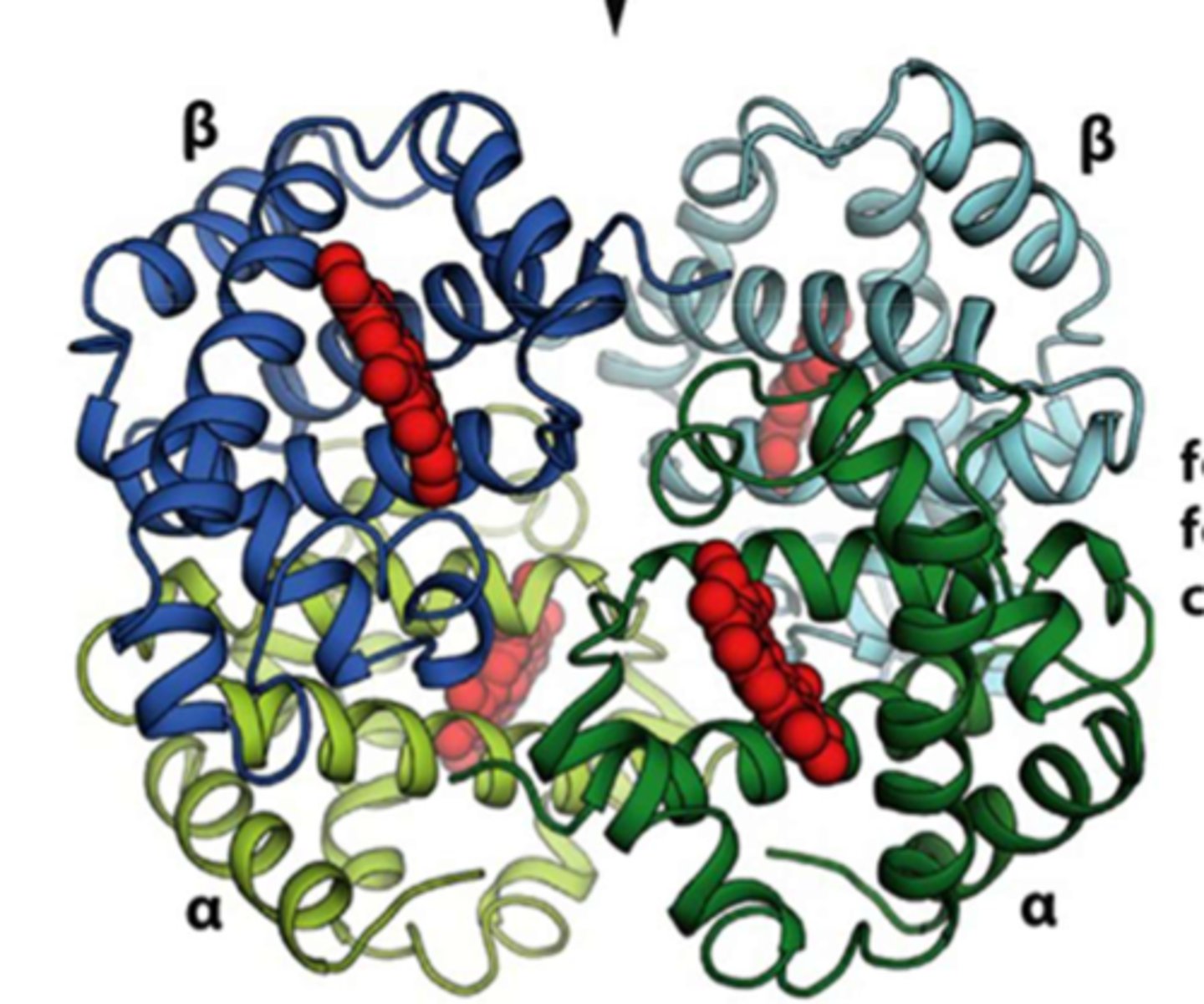 <p>two alpha and two beta subunits</p>