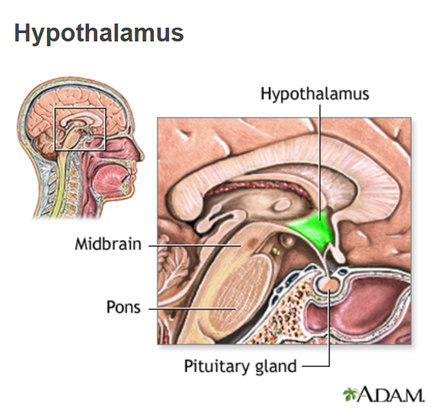 <p>Is small, but critical part of the brain located just below the thalamus and above the brainstem. It plays a significant role in maintaining <strong>homeostasis</strong> (internal balance) by linking the nervous system to the <strong>endocrine system</strong>.Regulation of the Autonomic Nervous System,Temperature Regulation,<strong>Hormone Production</strong>,<strong>Control of the Pituitary Gland</strong>,<strong>Control of the Pituitary Gland</strong>,<strong>Thirst and Hunger Regulation</strong>,Sleep-Wake Cycles,<strong>Emotional and Behavioral Responses</strong>:</p>