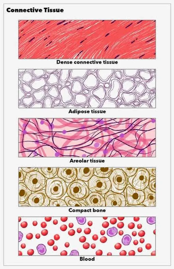 <p>Tissue that holds in place, connects, and integrates the body’s organs and systems.</p>