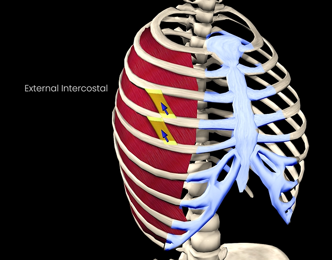 <p>Function: elevates ribcage</p><p>Origin: inferior border of rib above</p><p>Insertion: superior border of rib below</p>