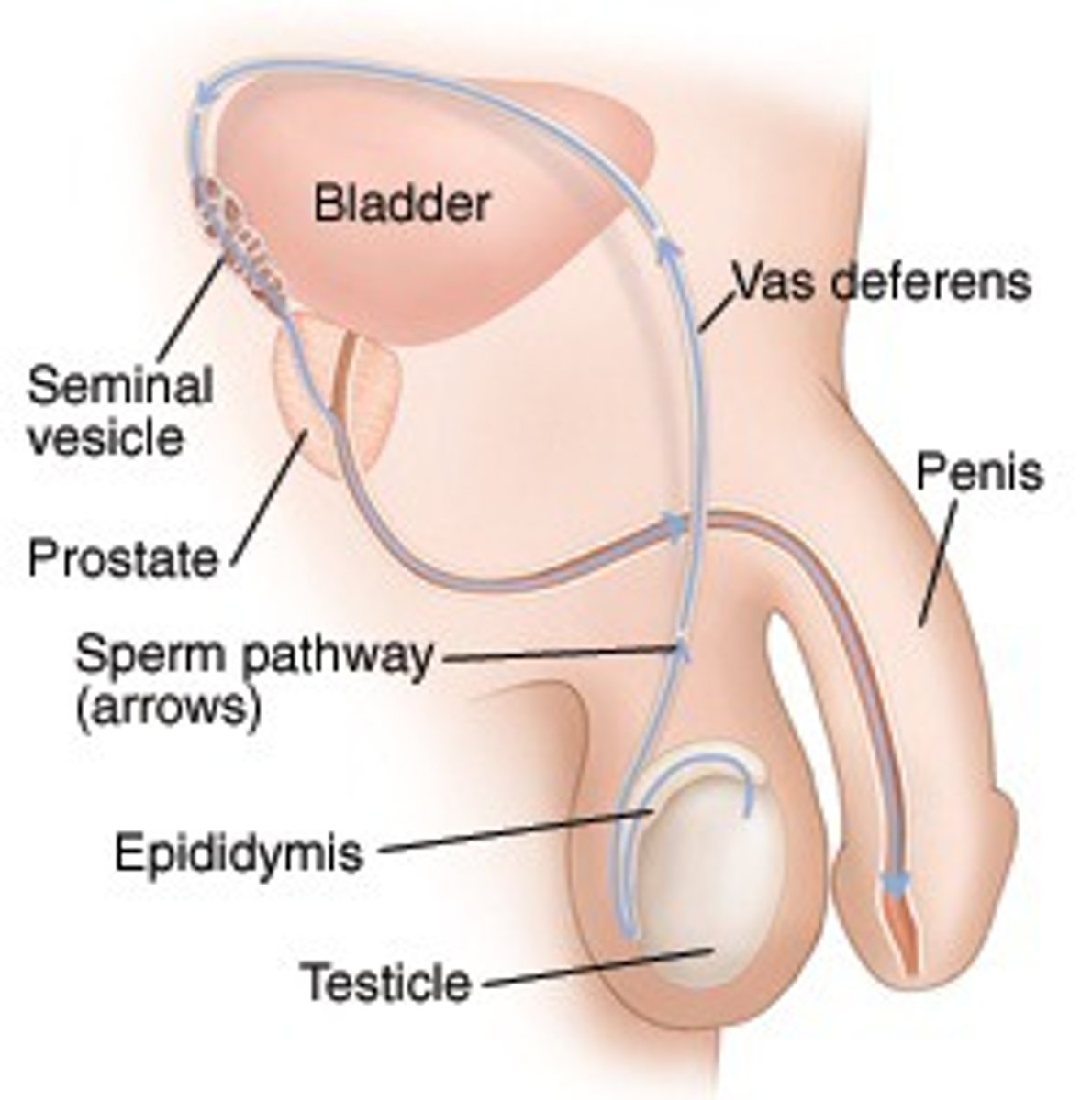 <p>Seminiferous tubules → epididymis → vas deferens → ejaculatory duct → urethra.</p>