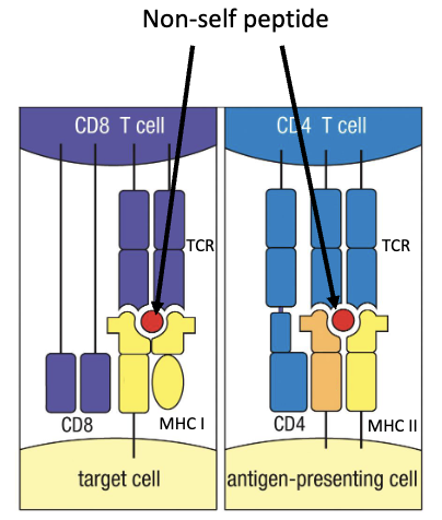 <ol><li><p>Functional <strong>TCR </strong>to detect and respond to antigens</p></li><li><p>Can bind <strong>MHC molecules</strong></p></li><li><p><strong>Does not</strong> bind self-proteins presented on MHC</p></li><li><p>Is either <strong>CD4+</strong> or <strong>CD8+</strong></p></li></ol><p></p>