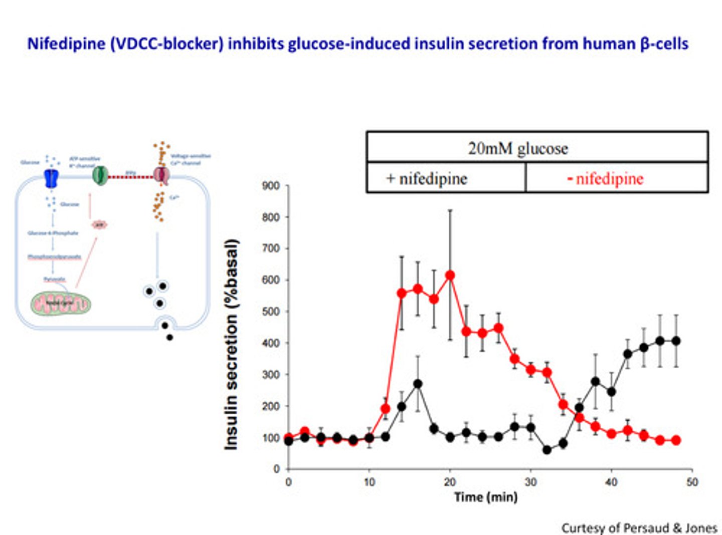 <p>Studies:</p><p>-When we stimulate the beta cells with high levels of glucose e.g. 20 mM glucose, we can see from the graph there is a sharp increase of intracellular calcium cells which in turn increases the increase of insulin secretion into circulation from beta cells</p><p>- Nifedipine (VDCC (voltage-dependent calcium channels)-blocker) inhibits glucose-</p><p>induced insulin secretion from Beta cells</p>