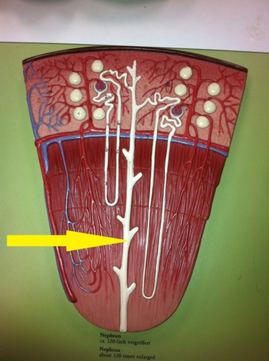 <p>several nephrons share a collecting duct which serve to carry urine to the renal pelvis</p>