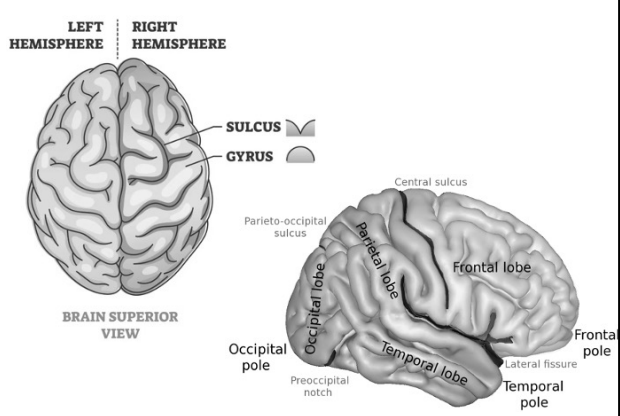 <ol><li><p>gyri</p></li><li><p>sulci</p></li><li><p>fissures&nbsp;</p></li></ol><ul><li><p>longitudinal&nbsp;</p></li><li><p>central&nbsp;</p></li><li><p>lateral&nbsp;</p></li></ul><p></p>