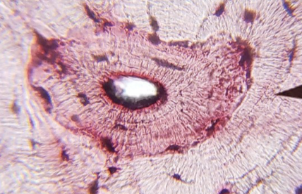 <p>what kind of tissue is tjis </p>