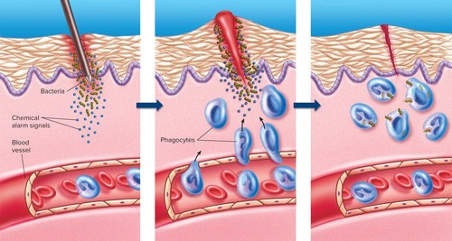 <p>The infected/injured cell releases chemical alarm signals, such as histamine, increasing blood flow to the area, allowing phagocytes to migrate to the site of infection and attack the invaders.</p>
