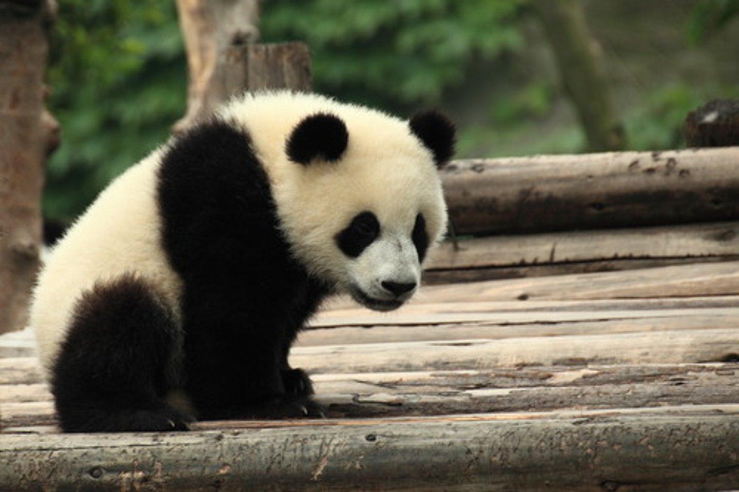 <p>endangered species</p>