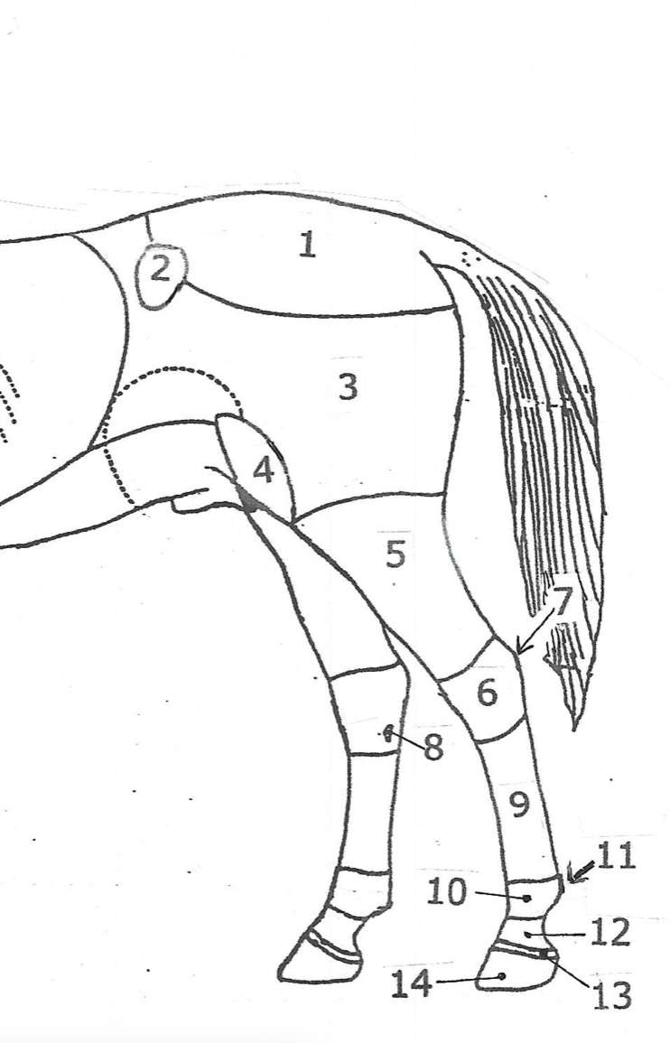 <p>label the areas of the equine pelvic limb</p>