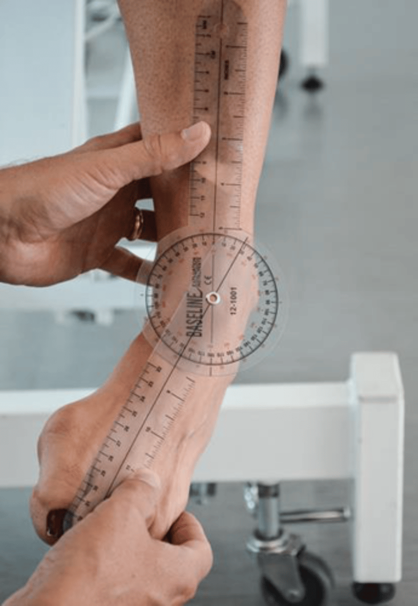 <p>seated </p><p>stationary arm: tibial tuberosity </p><p>fulcrum: talocrural joint (between malleoli) </p><p>moving arm: 2nd metatarsal </p>