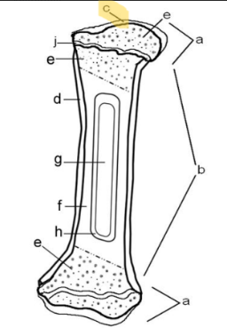 <p>articular cartilage</p>