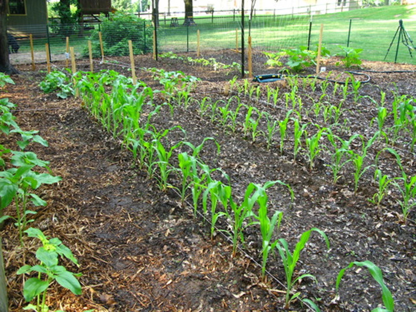 <p>zhǎng</p><p>[v] grow, develop</p>