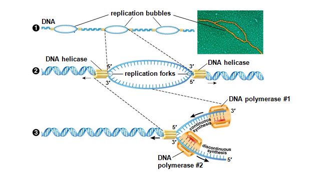 <p>This figure represents the duplication of DNA.  Which enzyme is breaking the double-stranded DNA molecule into single-stranded segments at the replication fork? </p>