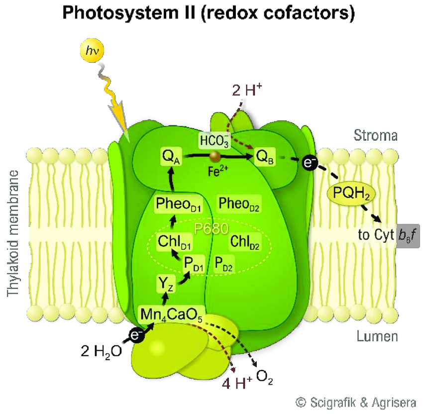 <ul><li><p>Light harvesting complex → Thylakoid membrane</p></li><li><p>Reaction center → Core of Photosystem 2</p></li><li><p>Pheophytin → Photosystem 2 reaction center</p></li><li><p>Photosynthetic ETC → Thylakoid Membrane</p></li><li><p>ATP synthase → Thylakoid Membrane (separate from Photosystem 2)</p></li></ul><p></p>
