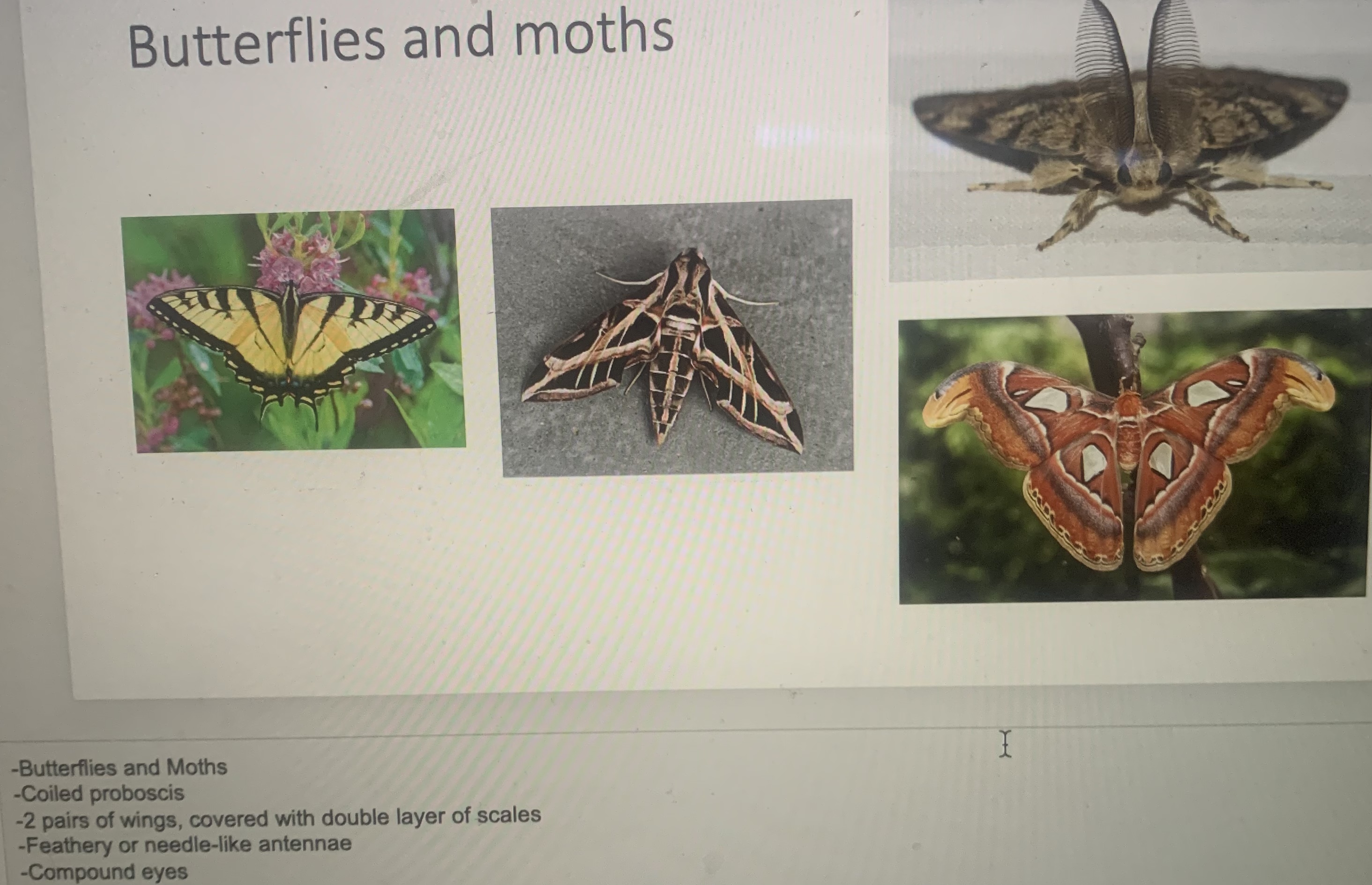 Phylum