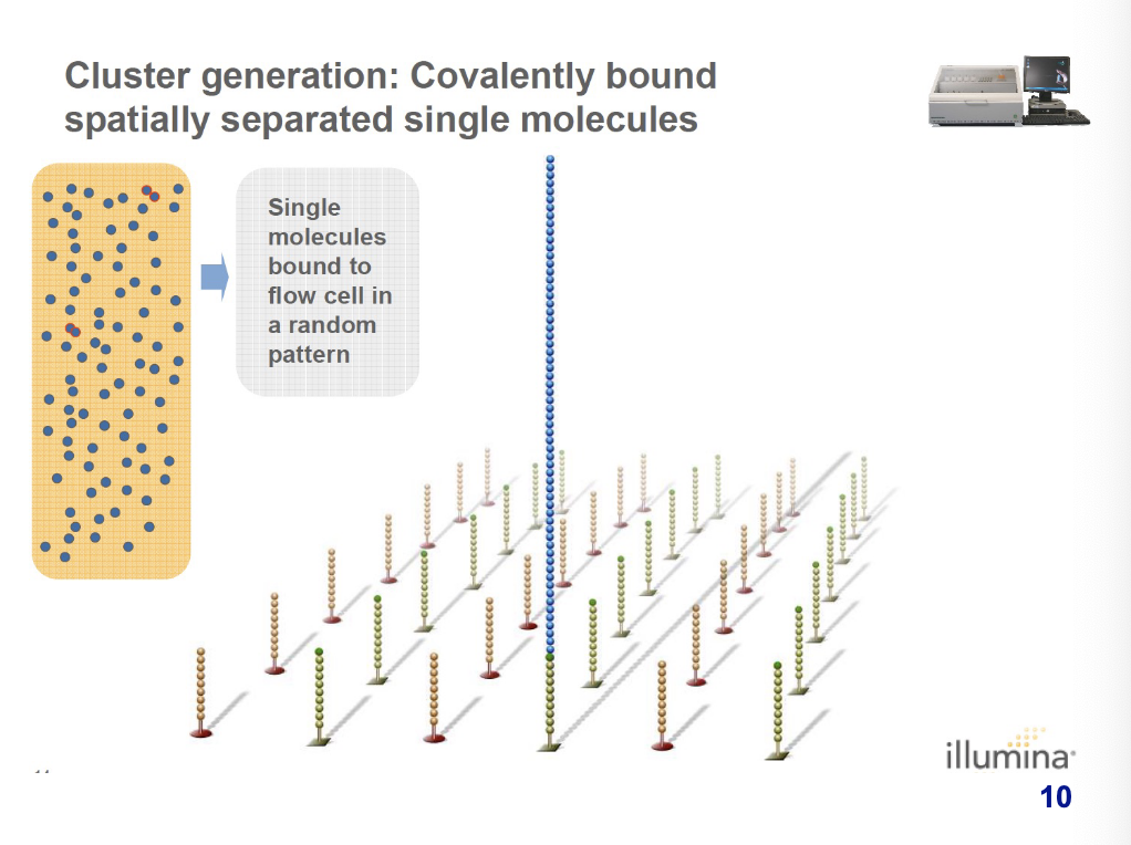 <p>single molecules are bound to the flow cell in a random pattern</p>