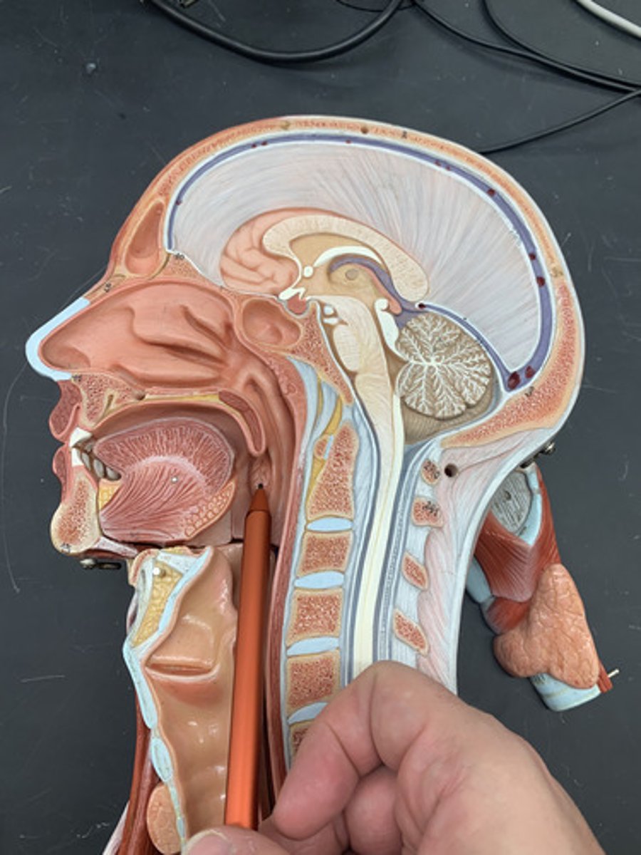 <p>one of a pair of almond-shaped masses of lymphatic tissue in the oropharynx</p>