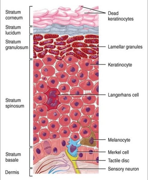 <p>These layers are from the deepest to the most superficial:</p><p>1- stratum basale/germinativum (base layer): single layer.</p><p>2- stratum spinosum (spinous layer): multilayered. Keratin synthesis is initiated in this layer.</p><p>3- stratum granulosum (granular layer): multi-layered. Keratin formation continues in this layer.</p><p>4- stratum corneum (cornified layer): most superficial layer. Composed of dead cells.</p><p>-Fifth layer (stratum lucidum in thick skin) right below corneum.</p>