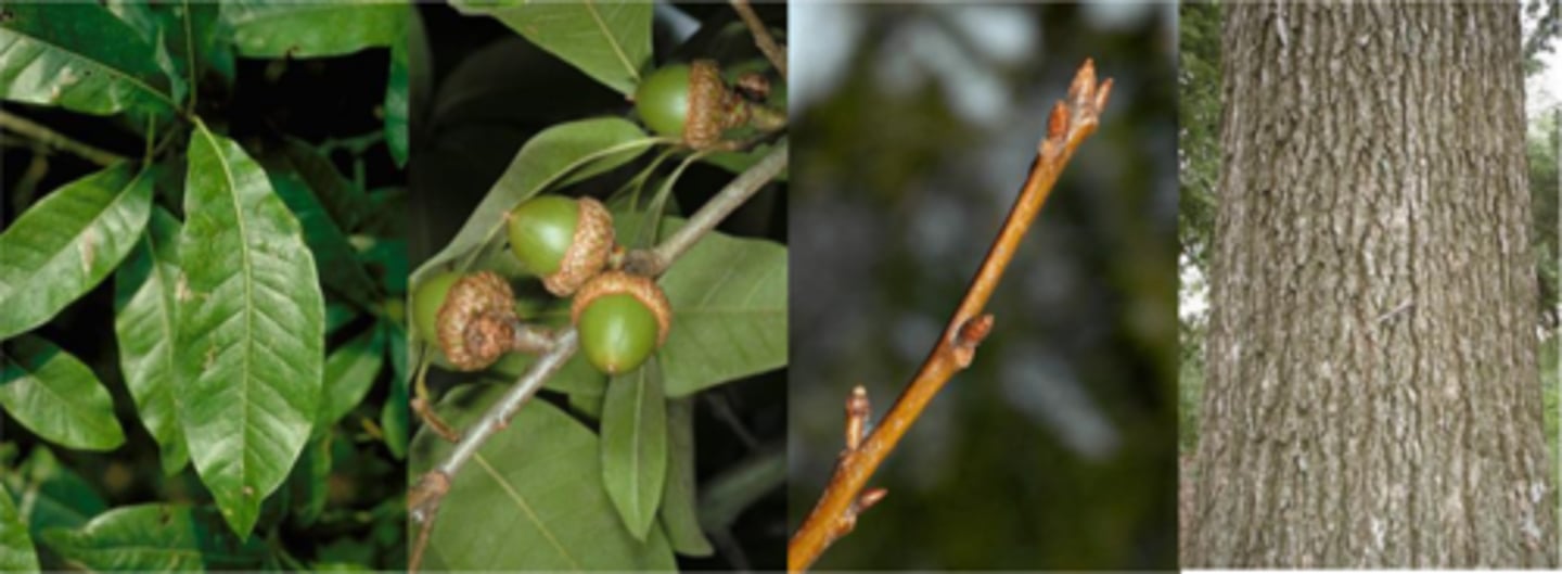 <p>Leaves: alternate, simple, 3-7" long, broadly lanceolate, un-lobed with a single, terminal bristle-tip, somewhat leathery, shiny dark green above and paler and fuzzy below. </p><p>Twigs: slender, olive-green to orange-brown, quite lustrous </p><p>Buds: conical, pointed/angled, red-brown buds </p><p>Fruit: Acorns are 5/8" long, 1/3 to 1/2 covered by a thin, bowl-shaped cap with appressed light brown scales, matures in the fall after two years. </p><p>Bark: gray-brown, tight and quite hard, with broad, irregular ridges and very shallow furrows. </p><p>Form/Silvics: pioneer species; medium sized tree to 70't with pyramidal to oval and later rounded crown; lateral lower branches often droop. Best development on moist soils along streams or on hillsides in mixtures with pin, overcup oaks, elms and hickories.</p>