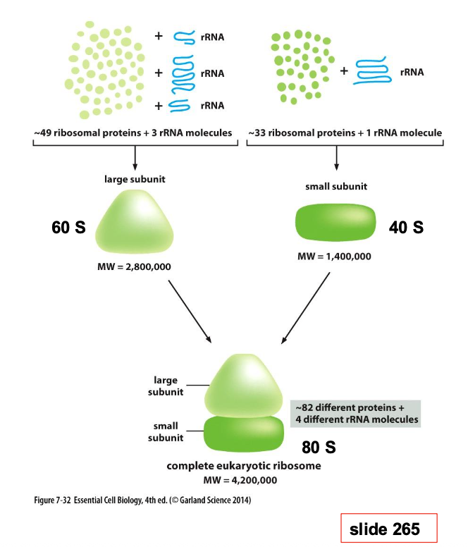<p>Make proteins by reading mRNA</p>