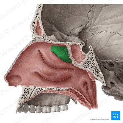 <p>what facial bone is this </p>