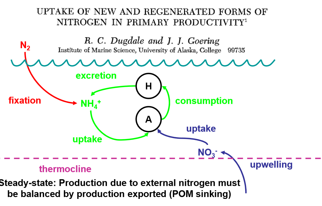 <p>production due to external nitrogen must be balanced by production exported (particulate organic matter (POM) sinking)</p>