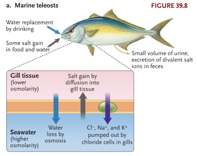 <ul><li><p>Hypoosmotic to environment, lose water and gain ions, especially through the gills</p></li><li><p>Drink seawater to offset water loss</p></li><li><p>Chloride cells in gills eliminate Na+, K+, &amp; Cl- from blood (pump ions out from extracellular fluid to environment, pumped against concentration gradient, requires energy in the form of ATP)</p></li><li><p>Produce small amounts of urine, conserving water, eliminating excess solute in feces</p></li></ul><p></p>