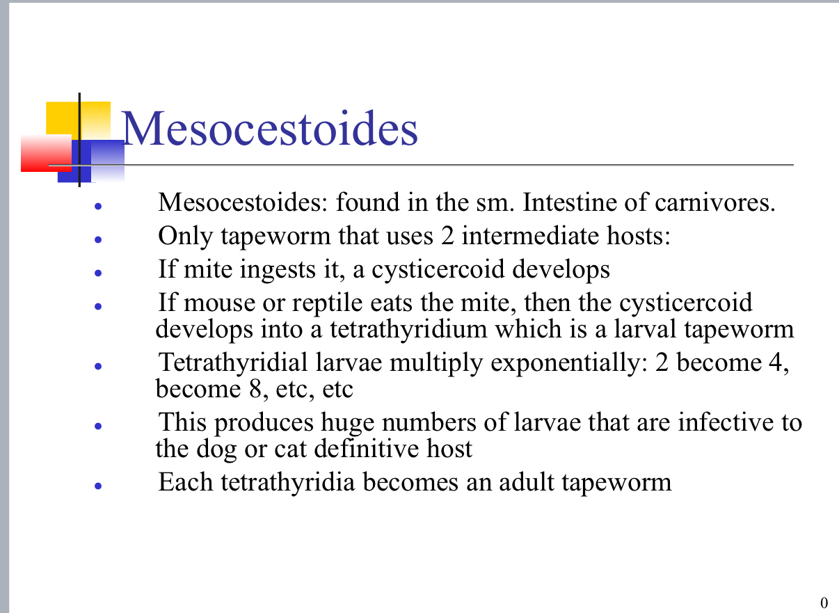 <p>Carnivores = dogs and cats </p>