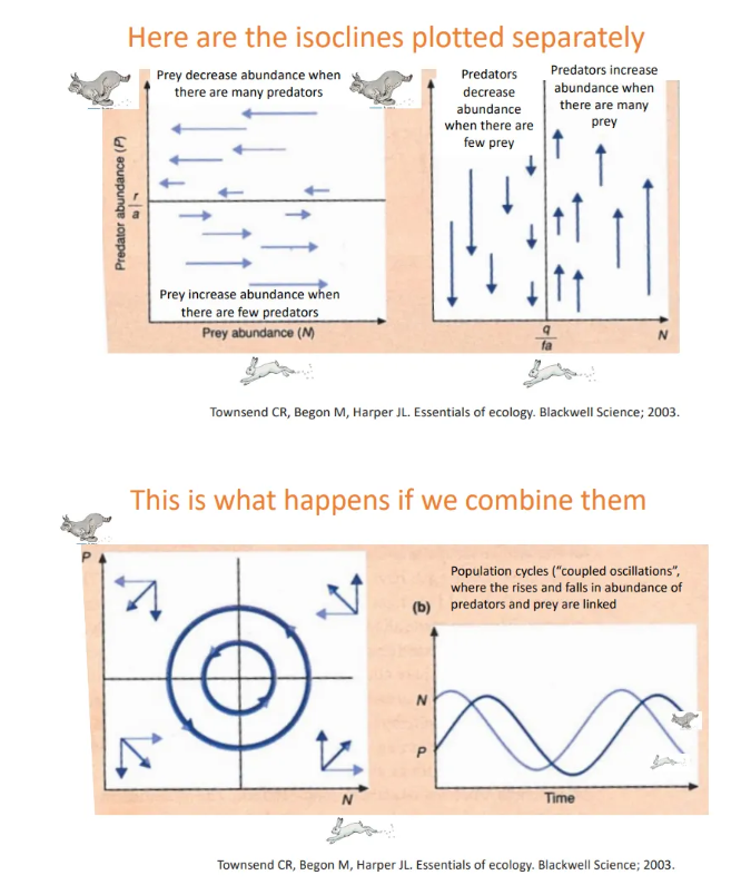 <ul><li><p>the <strong>isocline </strong>is the <strong>tipping point </strong>line in the centre of the graph</p></li><li><p>the <strong>size </strong>of the arrows represents the <strong>change </strong>in population size that we expect to see in the prey/predator <em>(left/right graph)</em></p></li><li><p><strong>closer </strong>to the line, <strong>smaller changes </strong>in population are expected = <strong>shorter arrows</strong></p></li></ul><p></p><ul><li><p>plotting the two graphs together results in a <strong>cyclical </strong>graph</p></li><li><p>this shows how population sizes result in <strong>coupled oscillations</strong>, where the <strong>rises and falls</strong> in prey and predator abundance <strong>are linked</strong></p></li><li><p>eg. snowshoe hare and lynx</p></li><li><p>this classical model is often not observed because predators eat multiple prey species, and prey are eaten by multiple predator species</p></li></ul><p></p>