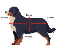 <p>relating to the tail or lower part</p>