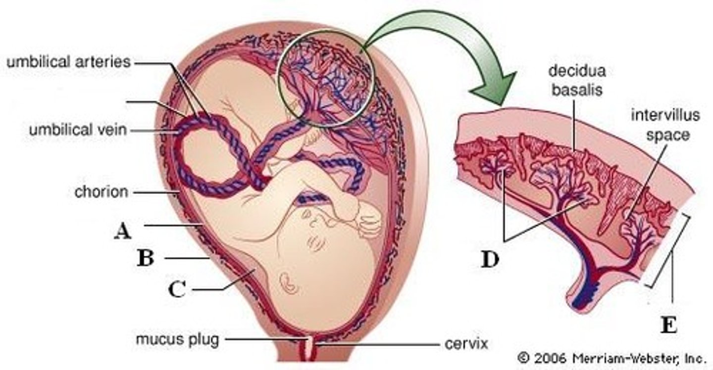 <p>A structure that allows an embryo to be nourished with the mother's blood supply</p>