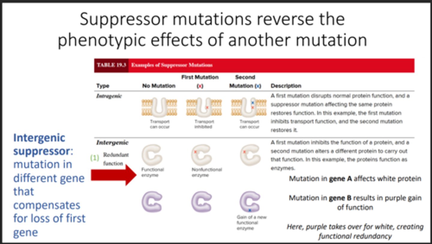 <p>A second mutation that hides the first mutation</p>