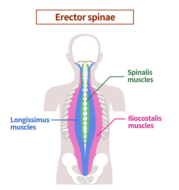 <p>Iliocostalis</p><p>Longissimus&nbsp;</p><p>Spinalis</p><p>I LOVE STANDING!!!!!</p><p>Lat —&gt; Med</p>