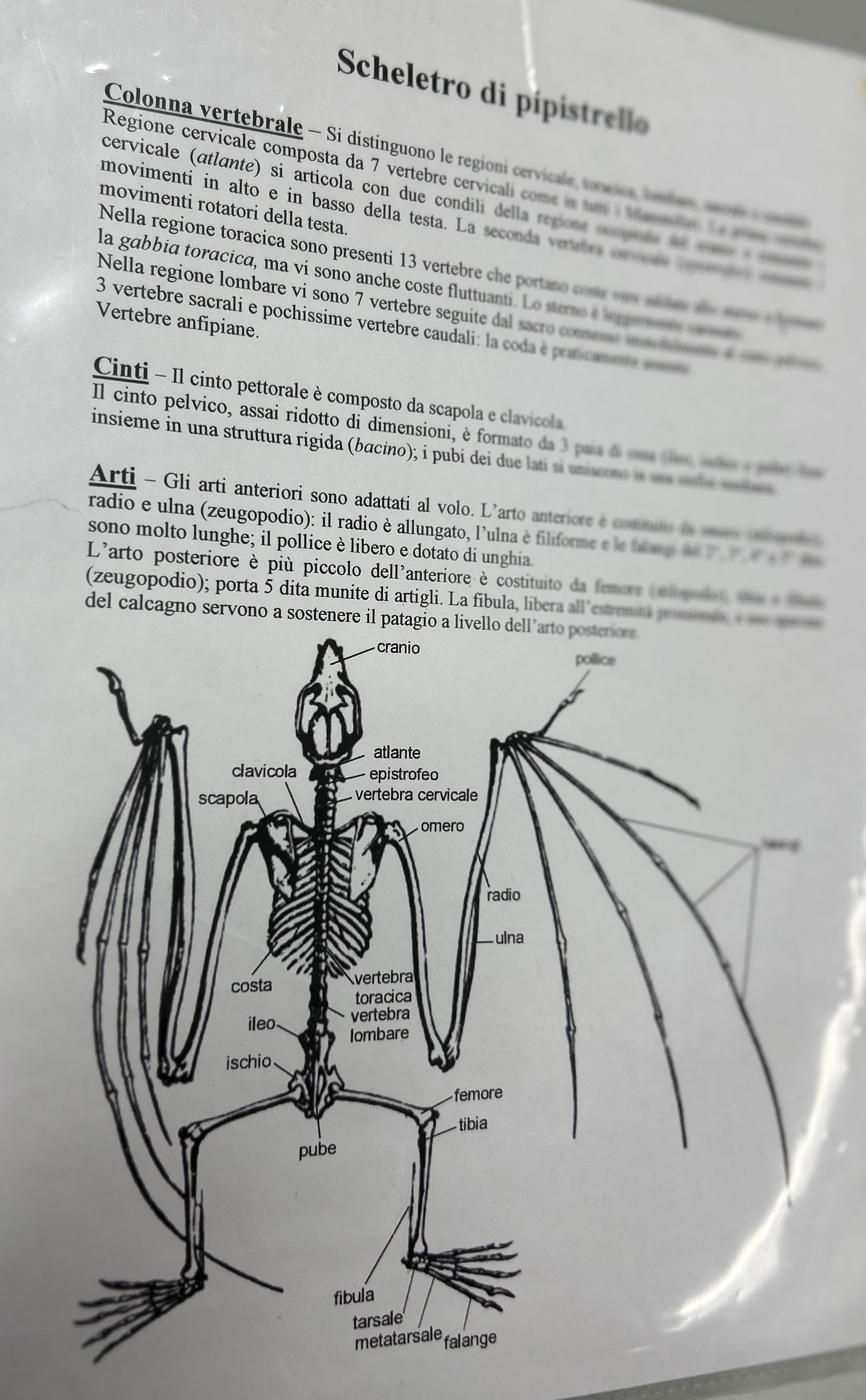 <p>Scheletro pipistrello</p>