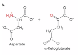 <p>What is the enzyme and product ?</p>