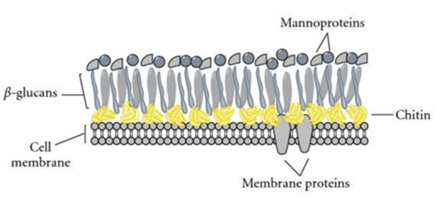 <p>chitin (over plasma membrane), beta-glucans (leukins), mannoproteins (surface)</p>