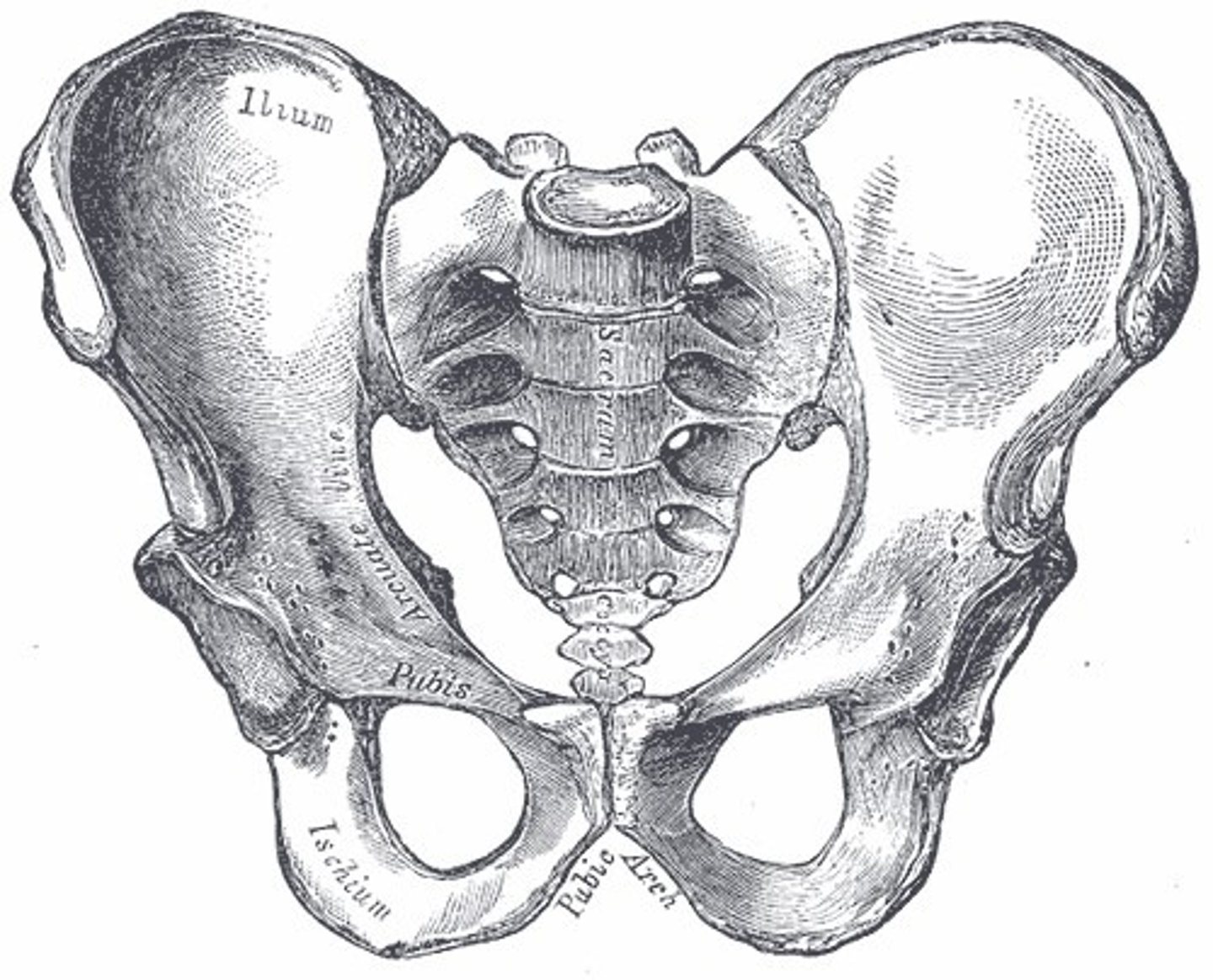 <p>narrow pubic arch and pelvic brim; ventrally curved coccyx</p>
