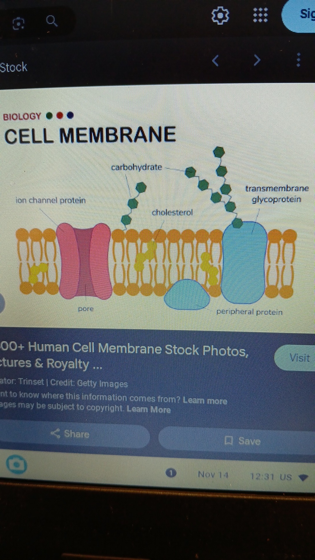 knowt flashcard image