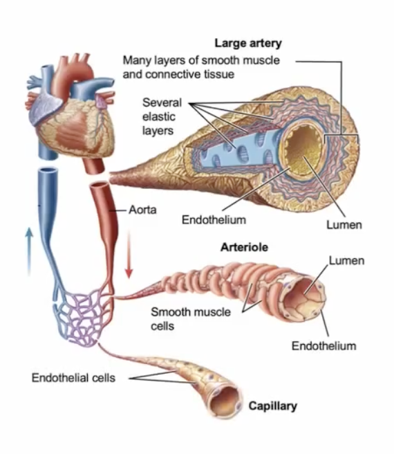<ul><li><p>large artery</p></li><li><p>arteriole</p></li><li><p>capillary</p></li></ul><p></p>