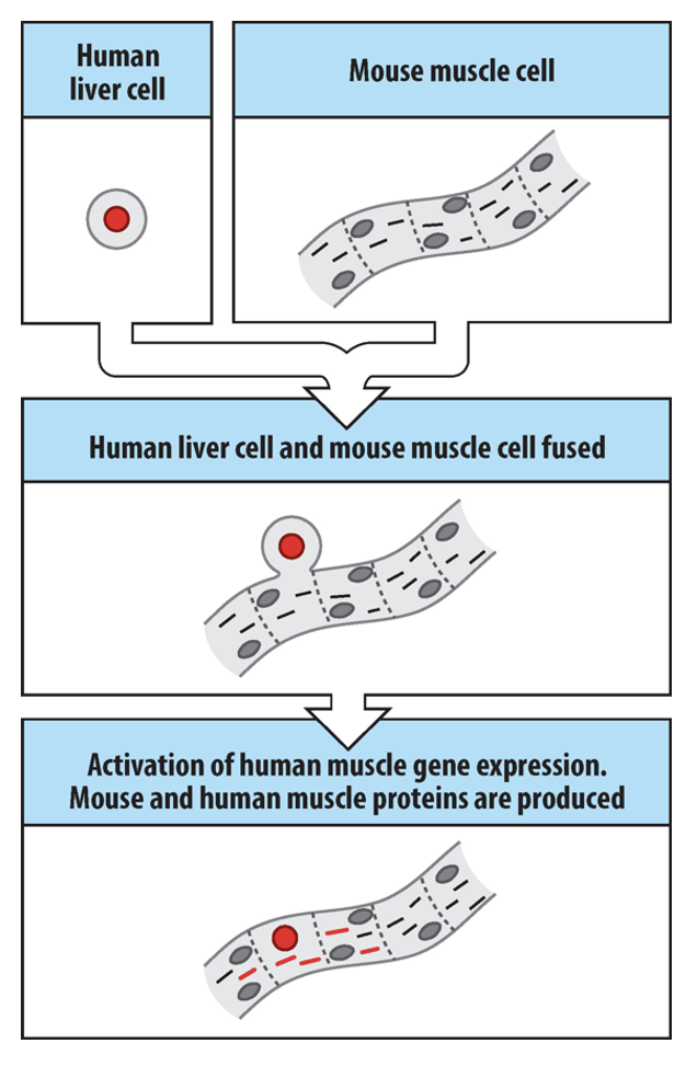 <p>Introducing nucleus from a donor cell into an enucleated oocyte, creating an embryo that is genetically identical to the donor.</p>