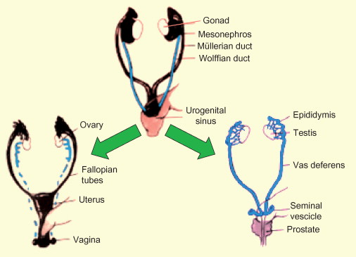 <p><strong>Internally</strong>, all embryos begin with how many sets of ducts?</p>