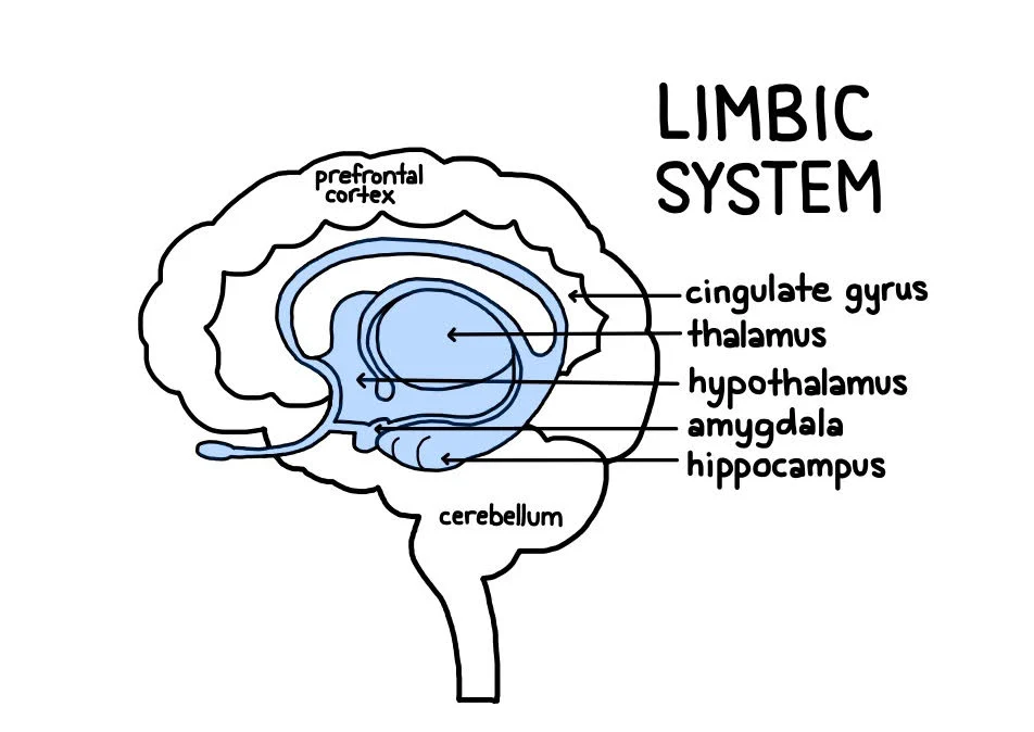 <p>A number of subcortical structures responsible for sense of pleasure, mating, and feeding behaviors, fight-or flight response, emotions, emotional memory, and sense of motivation. Some structures include:</p><ul><li><p>hippocampi</p><ul><li><p>medial temporal lobe</p></li><li><p>LTM (storage)</p></li></ul></li><li><p>amygdala - emotional control center</p><ul><li><p>emotions and memory</p></li></ul></li></ul>
