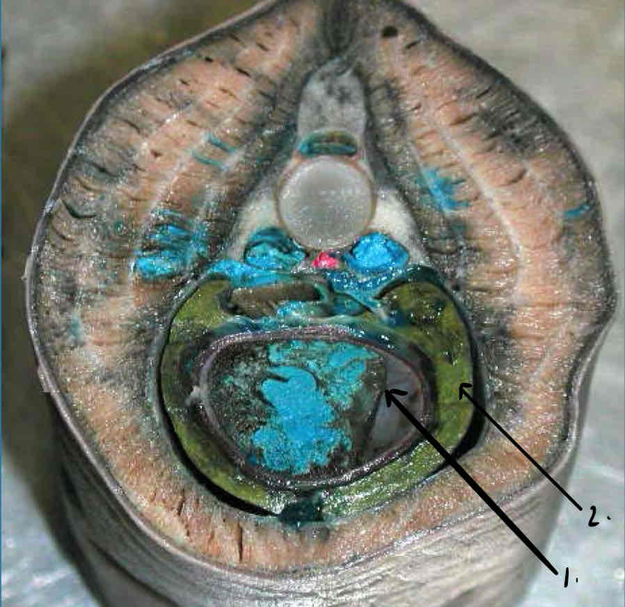 term image