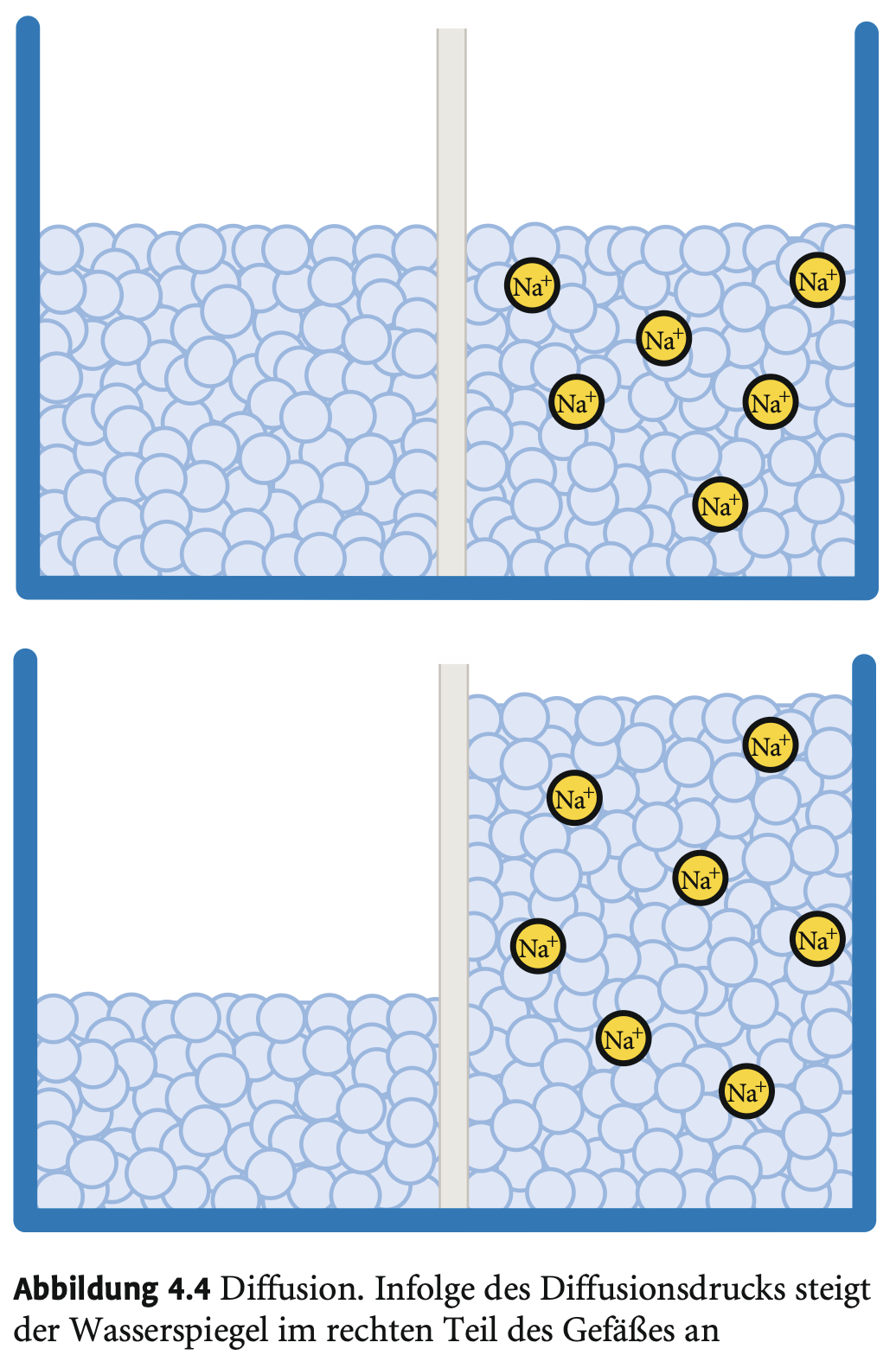 <p>→ <strong>Wasser diffundiert</strong> durch semipermeable Membran zur Seite mit <strong>höherer Ionenkonzentration</strong> → Erzeugt <strong>hydrostatischen Druck</strong>.</p>