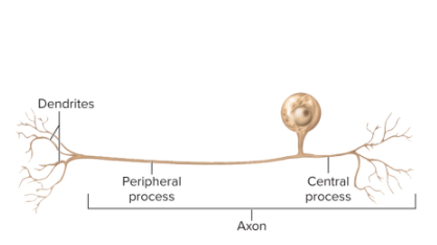 <p>-one process from cell branches into a T shape</p><p>-carries signals to spinal cord for touch and pain</p>